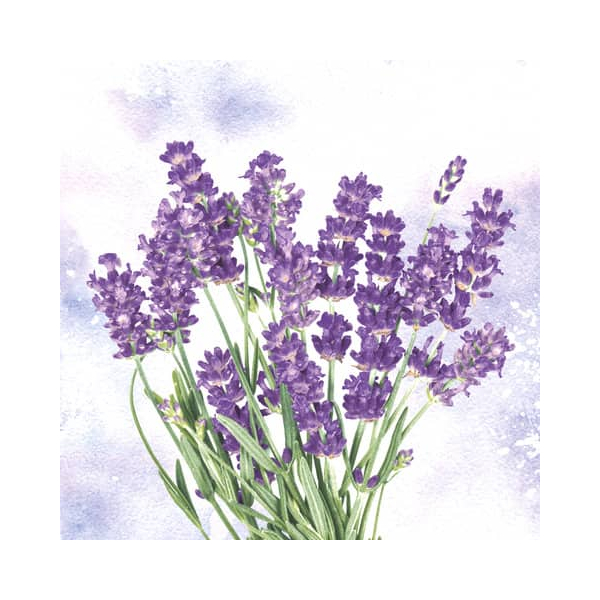 7321012098438 - Motivserviette 33x33cm 7321012098438 PAPER+DESIGN 7321012098438 - Motivserviette 33x33cm 7321012098438 PAPER+DESIGN