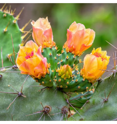 Motivserviette 33x33cm