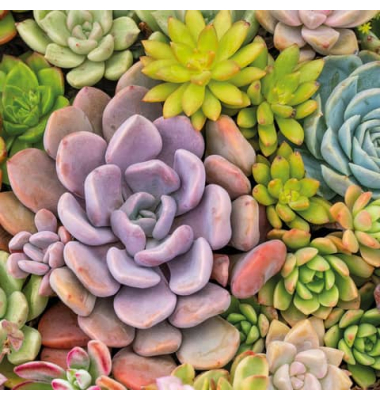 Motivserviette 33x33cm