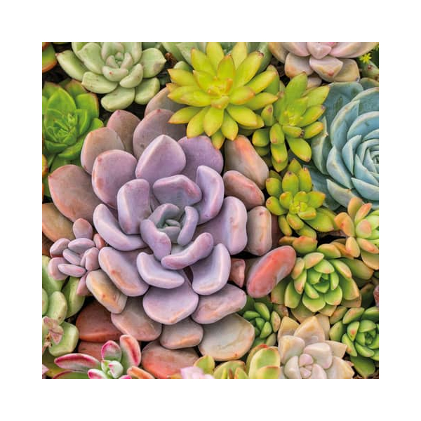 7321012099565 - Motivserviette 33x33cm 7321012099565 PAPER+DESIGN 7321012099565 - Motivserviette 33x33cm 7321012099565 PAPER+DESIGN