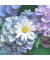 Motivservietten 209973, mehrfarbig / Blumen, 3-lagig, 33x33cm