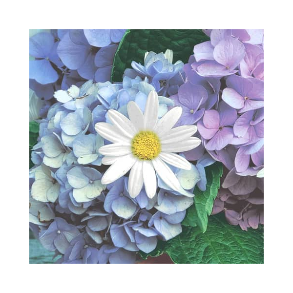 7321012099732 - Motivserviette 33x33cm 7321012099732 PAPER+DESIGN 7321012099732 - Motivserviette 33x33cm 7321012099732 PAPER+DESIGN