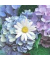 Motivservietten 209973, mehrfarbig / Blumen, 3-lagig, 33x33cm