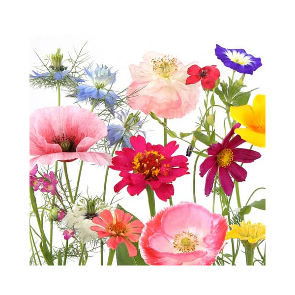 PaperDesign Motivservietten 209976, mehrfarbig / Blumen, 3-lagig, 33x33cm 7321012099763 PaperDesign 20 Stück