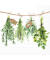 Motivserviette 33x33cm Fresh herbs