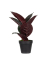 Kunstpflanze PAFICE36 Gummibaum 36cm