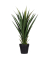 Kunstpflanze PAYUC60 Yucca 60cm