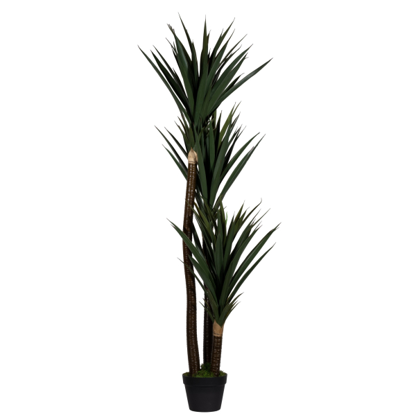 3660141963557 - Kunstpflanze PAYUC150 Yucca 150cm 3660141963557 PAPERFLOW