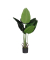 Kunstpflanze PABAN115 Bananenbaum 115cm