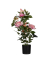 Kunstpflanze PARROS54 Rosenstock ro 54cm