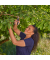 Gartenschere PremiumCut 12241-20 frisches Holz