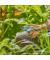 Gartenschere EasyCut 12230-20