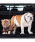 Hundegitter Auto schwarz