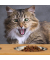 Futterstation HundeKatzen braun 39,0 x 19,5 x 12,0 cm