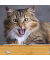 Futterstation HundeKatzen braun 29,5 x 14,0 x 5,5 cm