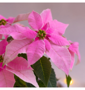 Weihn.Zelltuchserviette 33x33cm