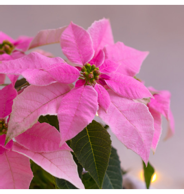 Weihn.Zelltuchserviette 33x33cm