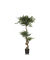 Kunstpflanze ACACIA 155cm gn