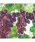 Motivserviette 25x25cm Herbst
