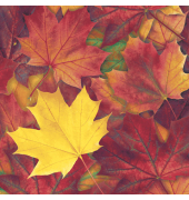 Motivserviette 33x33cm Herbst