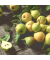 Motivserviette 25x25cm Herbst