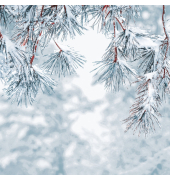 Weihn.Zelltuchserviette 33x33cm