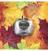 Motivserviette 33x33cm Herbst