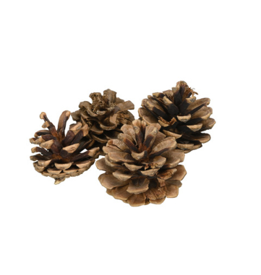 Weihnachtlicher Deko Zapfen Kiefer 12ST natur