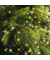 Lichterkette 495223 Compact LED, Länge 16m, champagne