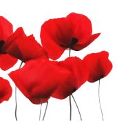 Servietten, 33 x 33 cm, Motiv Red Poppy