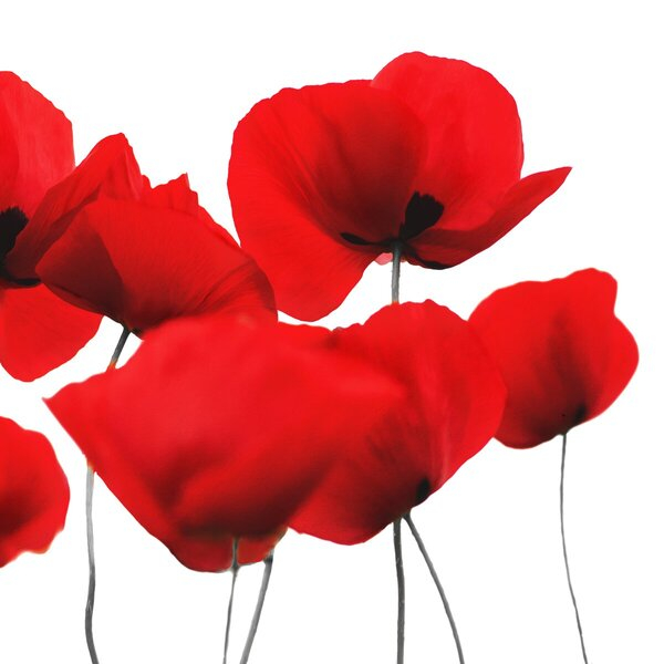 4014995269133 - Servietten 33 x 33 cm Motiv Red Poppy 4014995269133 Braun und Company 4014995269133 - Servietten 33 x 33 cm Motiv Red Poppy 4014995269133 Braun und Company