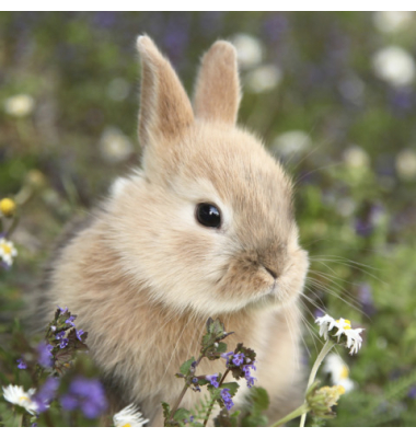 Osterserviette 33x33cm Hase