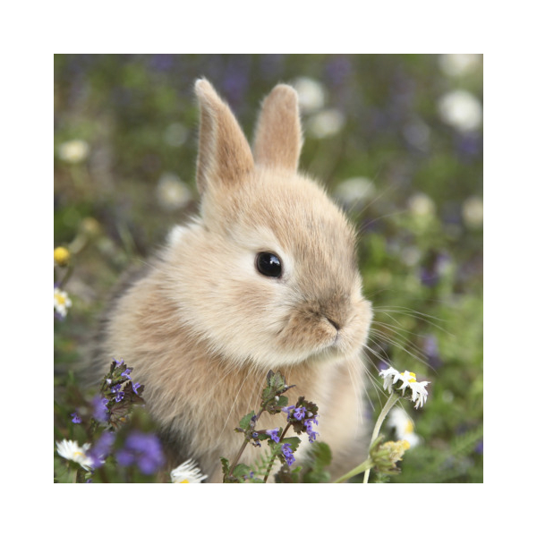 PaperDesign Osterservietten 191672 / Hase, 3-lagig, 33x33cm 7321011916726 PaperDesign