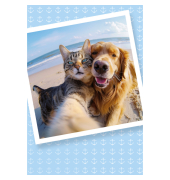 Gl&uuml;ckwunschkarten 97-4950 11,5x17 cm 115mm x 170mm (BxH) bunt