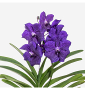 Vanda Orchidee L blau
