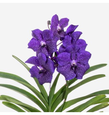 Vanda Orchidee L blau