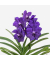 Vanda Orchidee L blau
