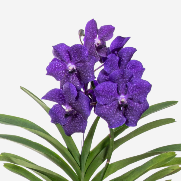 4003969171824 - Vanda Orchidee L blau 4003969171824 Soennecken 4003969171824 - Vanda Orchidee L blau 4003969171824 Soennecken