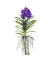 Vanda Orchidee L blau
