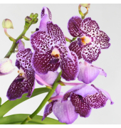 Vanda Orchidee L lila