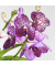 Vanda Orchidee L lila
