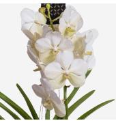 Vanda Orchidee L weiß