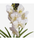 Vanda Orchidee L weiß