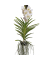 Vanda Orchidee L weiß