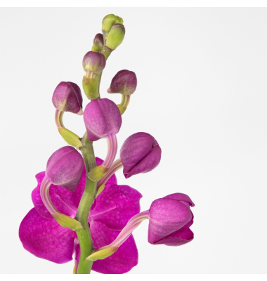 Vanda Orchidee L rosa