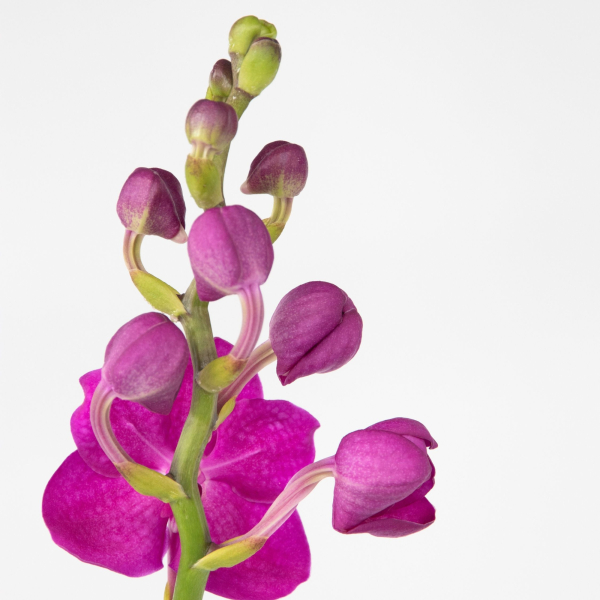 4003969171893 - Vanda Orchidee L rosa 4003969171893 Soennecken 4003969171893 - Vanda Orchidee L rosa 4003969171893 Soennecken
