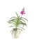Vanda Orchidee L rosa