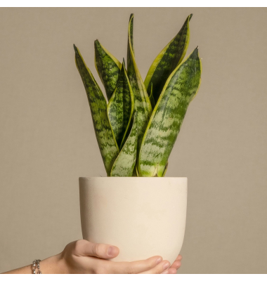 Schlangenpflanze Sansevieria Laurentii 14cm