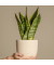 Schlangenpflanze Sansevieria Laurentii 14cm