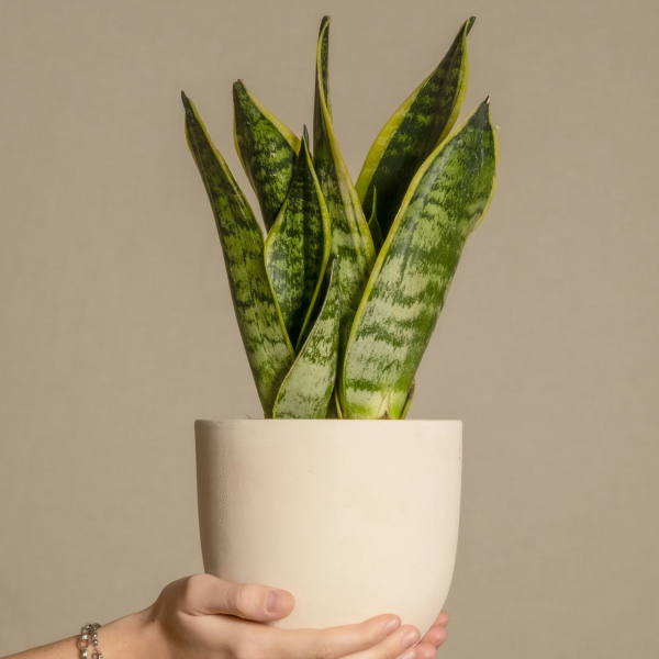 4003969172364 - Schlangenpflanze Sansevieria Laurentii 14cm 4003969172364 Soennecken 4003969172364 - Schlangenpflanze Sansevieria Laurentii 14cm 4003969172364 Soennecken